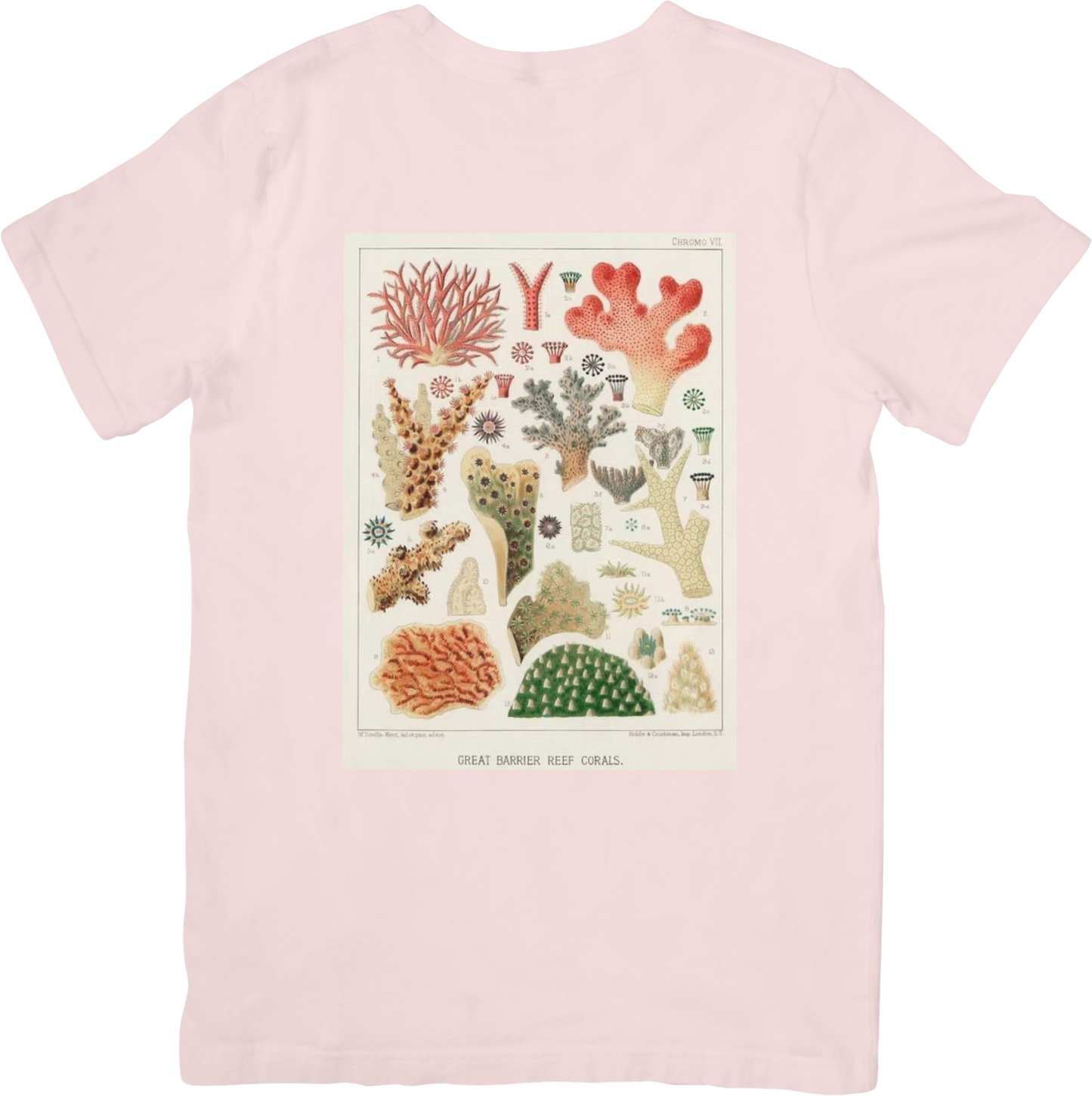 CORAL TWO TEE LITTLEBYRD