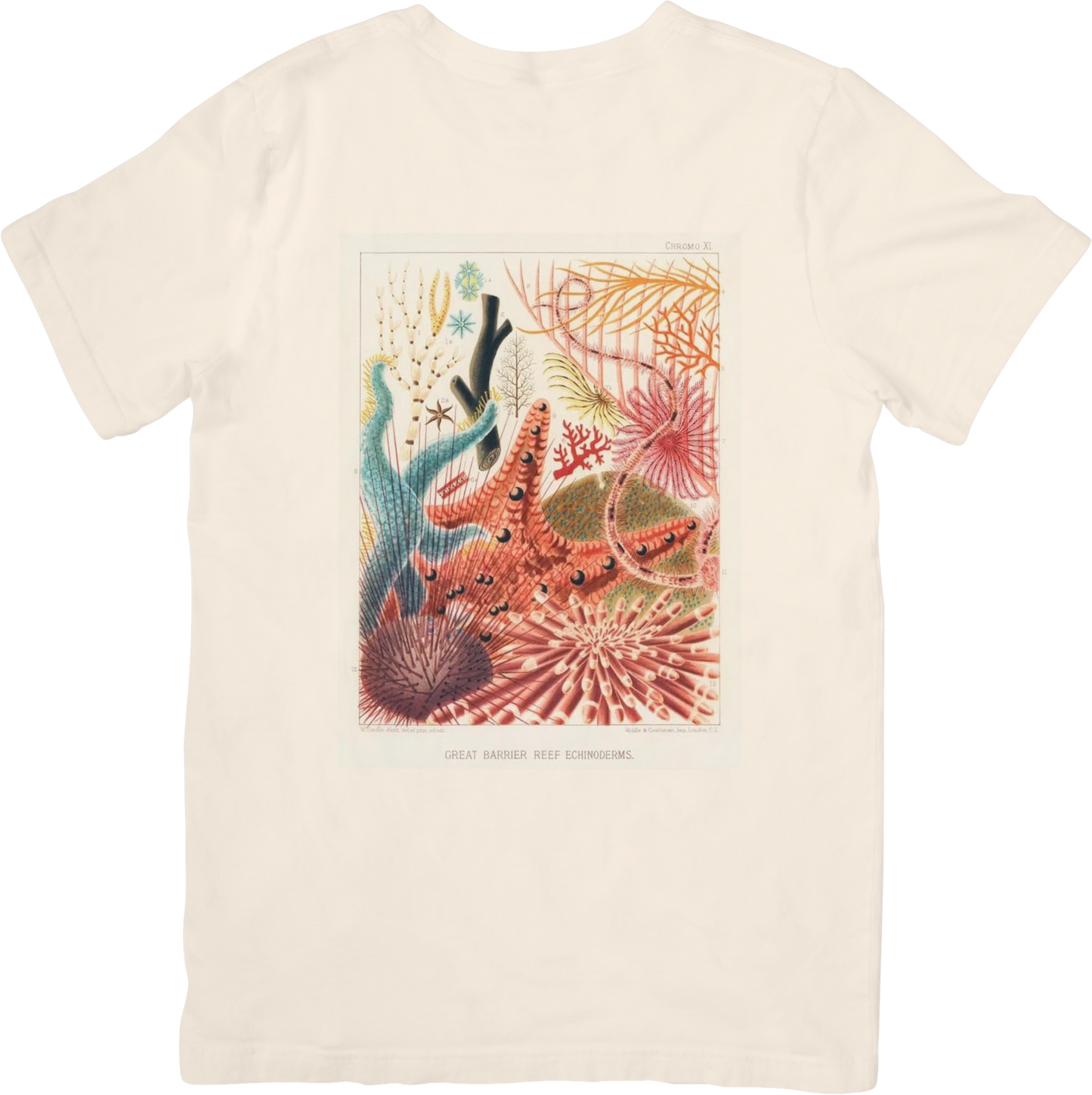CORAL THREE TEE LITTLEBYRD