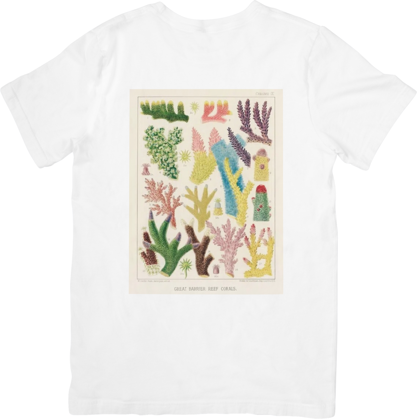 CORAL ONE TEE LITTLEBYRD