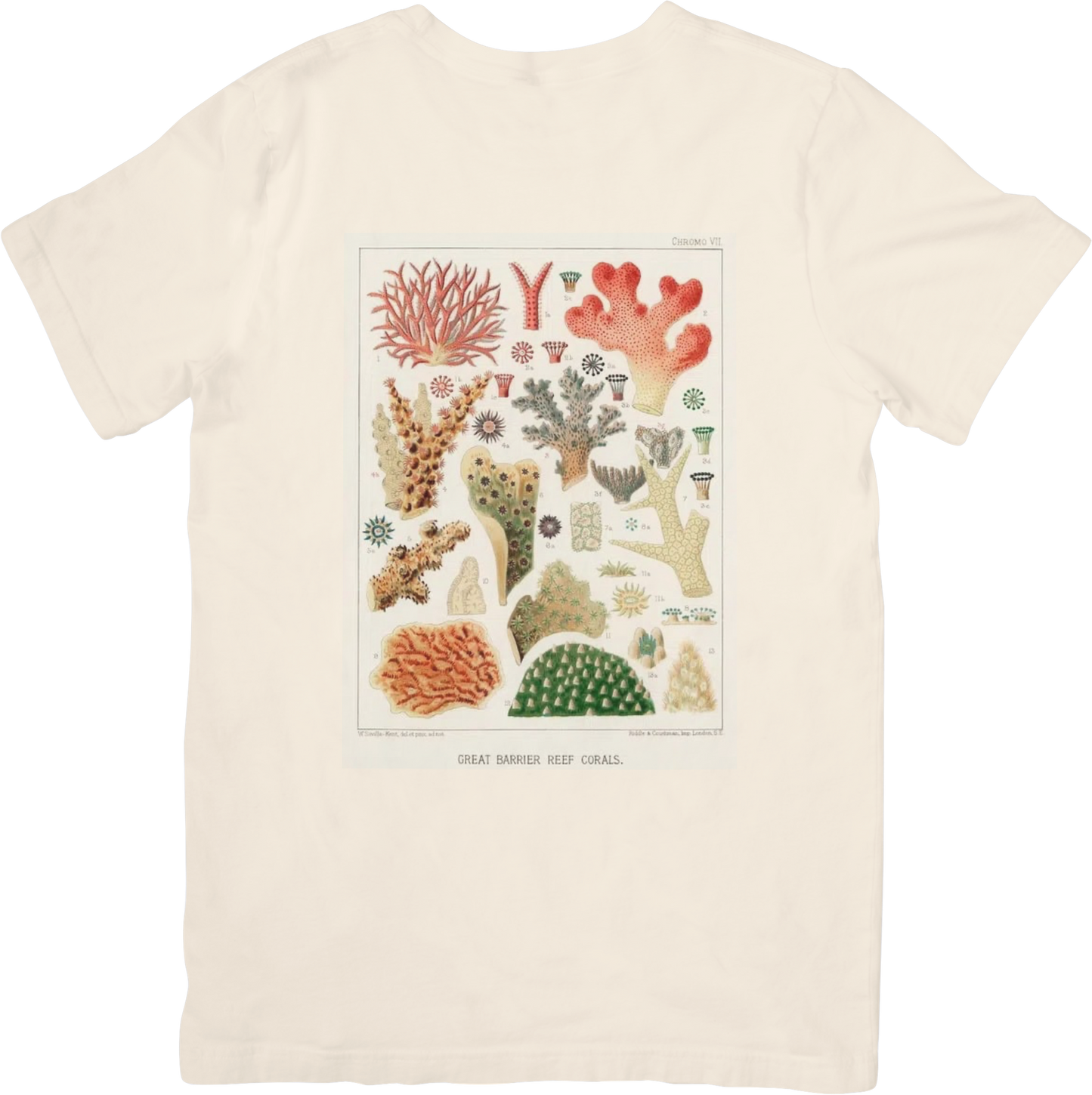 CORAL TWO TEE LITTLEBYRD