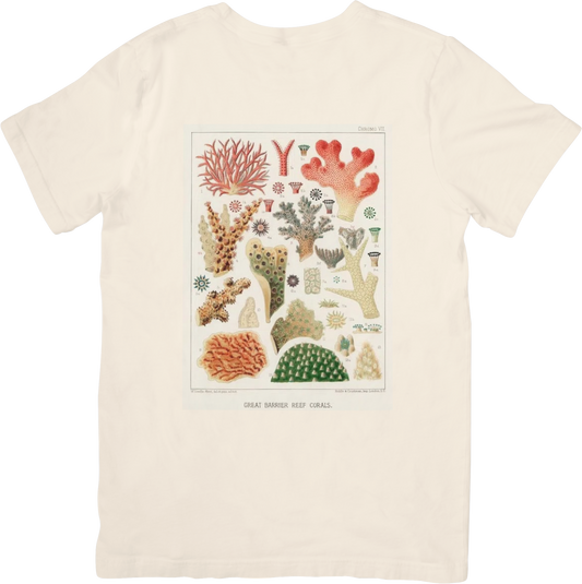 CORAL TWO TEE LITTLEBYRD