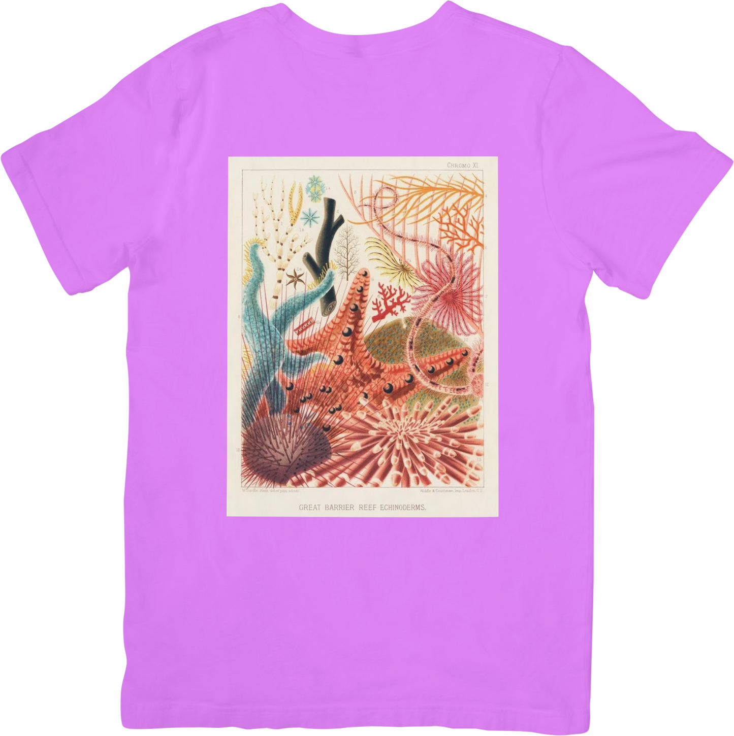CORAL THREE TEE LADYBYRD