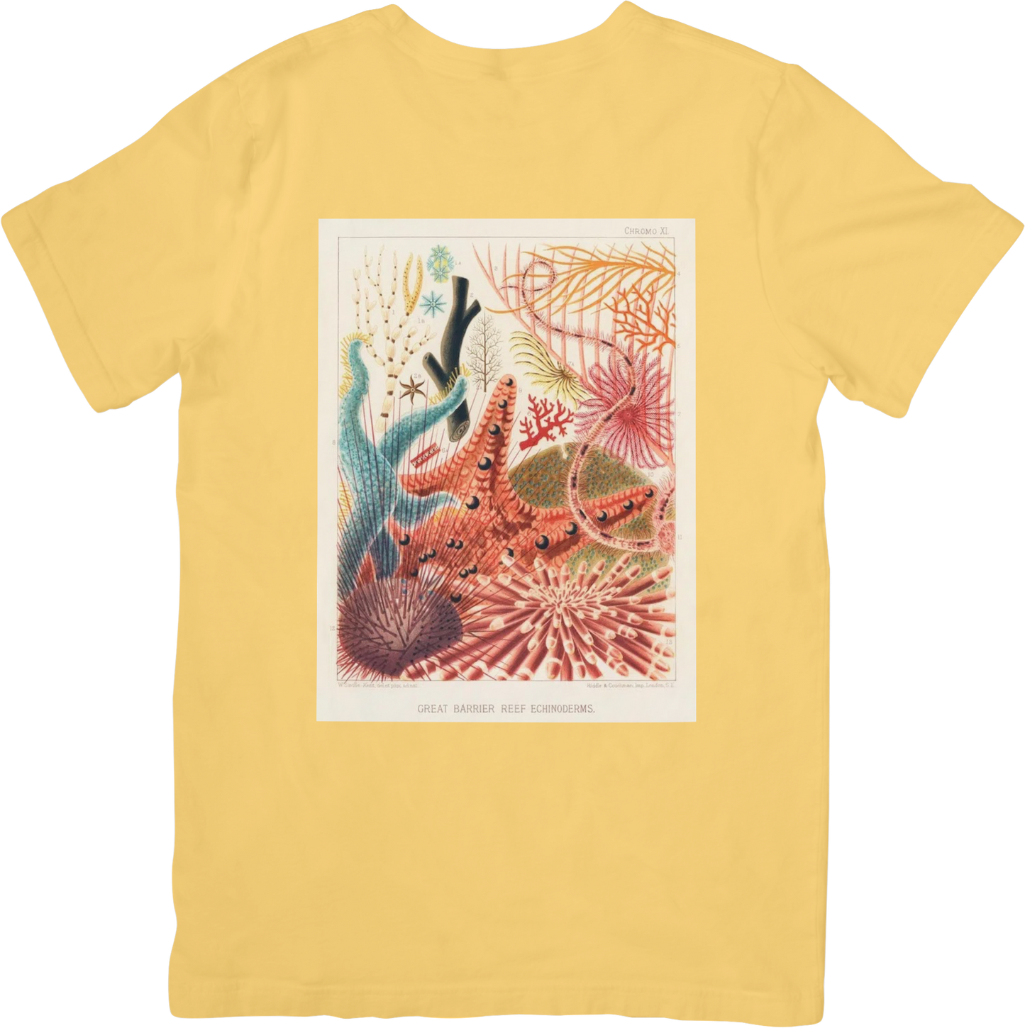 CORAL THREE TEE LADYBYRD