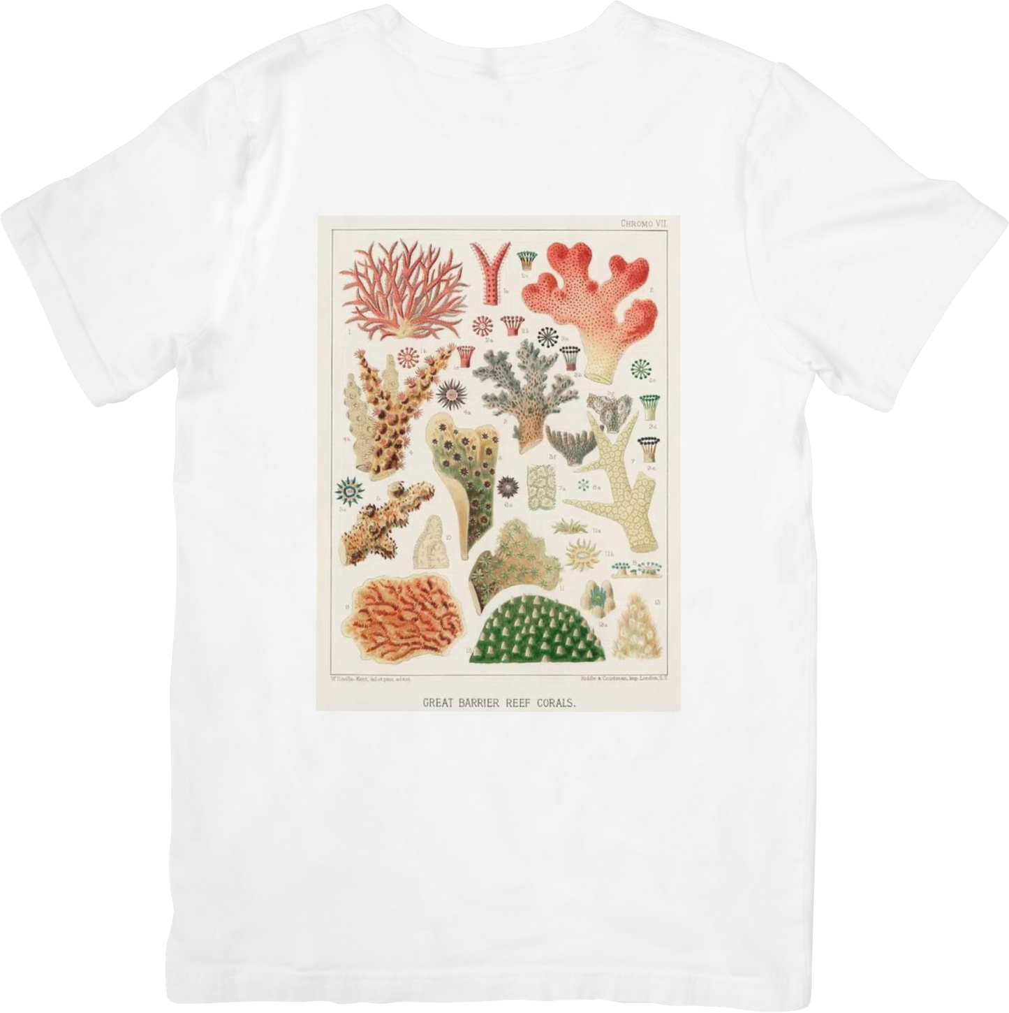 CORAL TWO TEE LITTLEBYRD