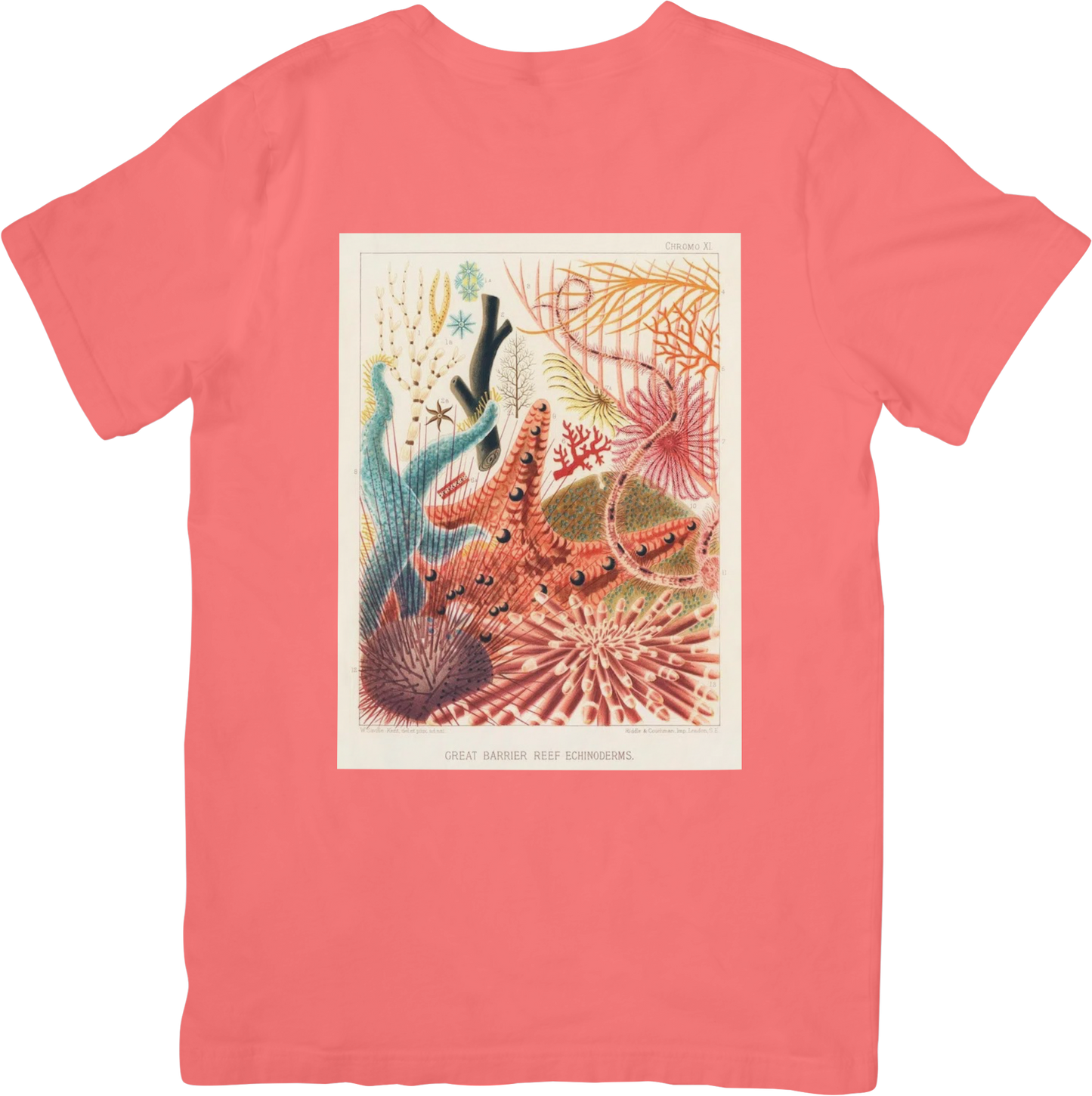 CORAL THREE TEE LADYBYRD