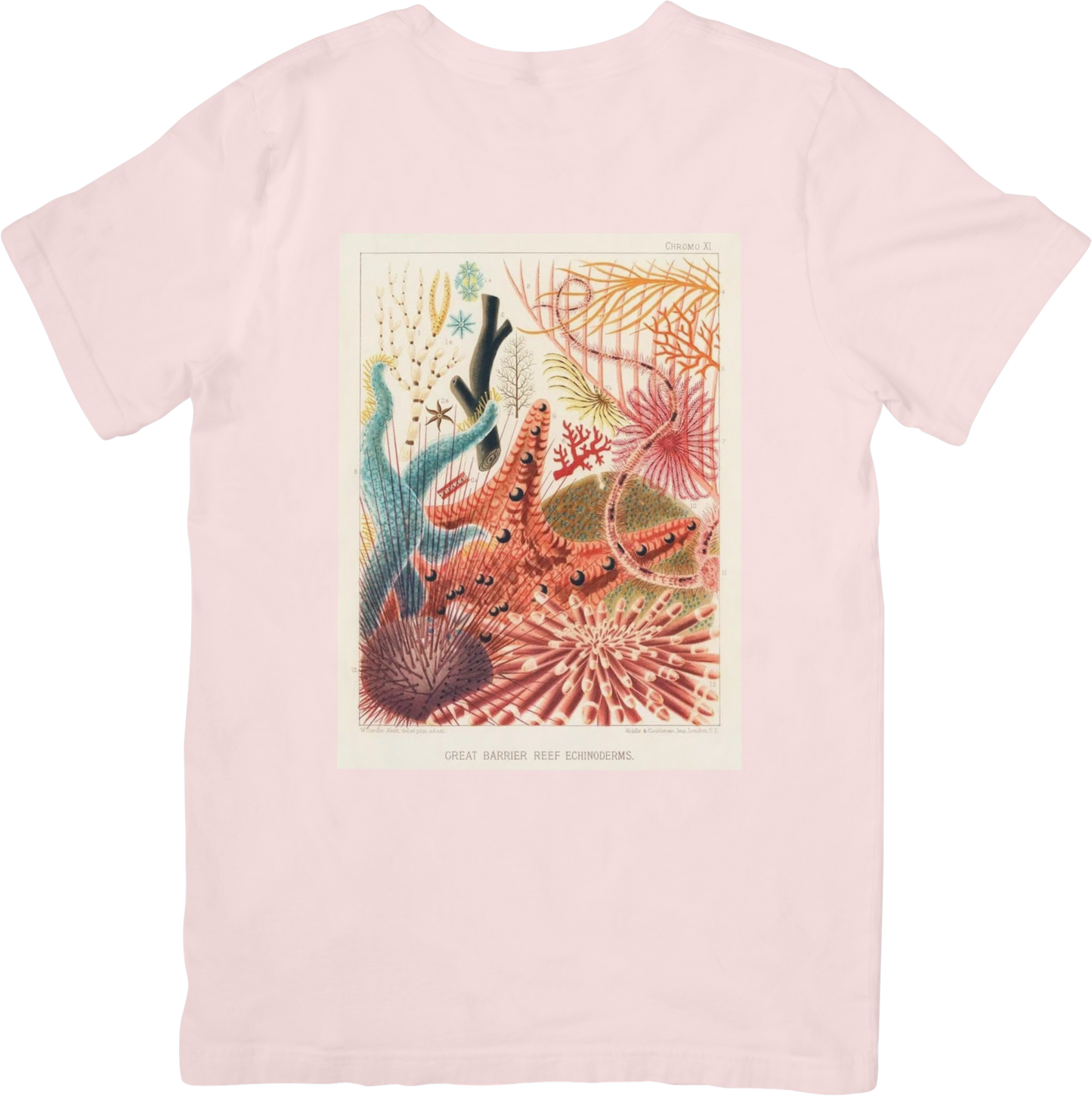CORAL THREE TEE LITTLEBYRD