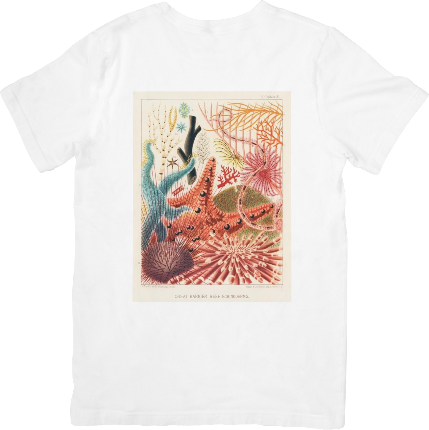 CORAL THREE TEE LITTLEBYRD