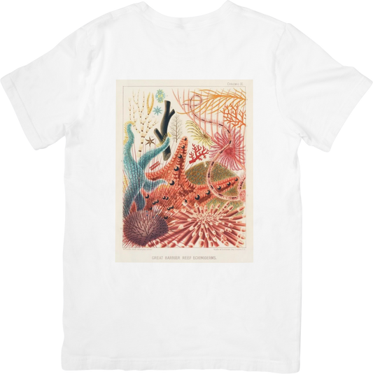 CORAL THREE TEE LITTLEBYRD