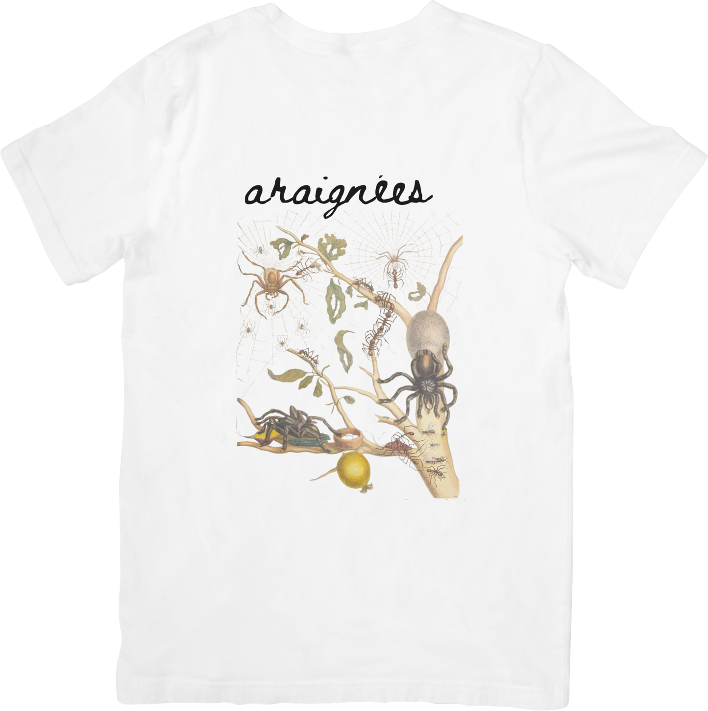 GARDEN SPIDER TEE LITTLEBYRD