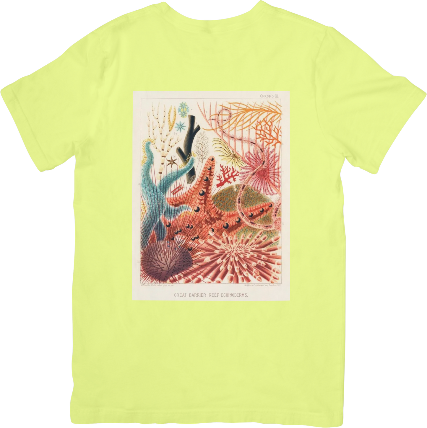 CORAL THREE TEE LADYBYRD